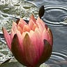 Social Leadership - Daily