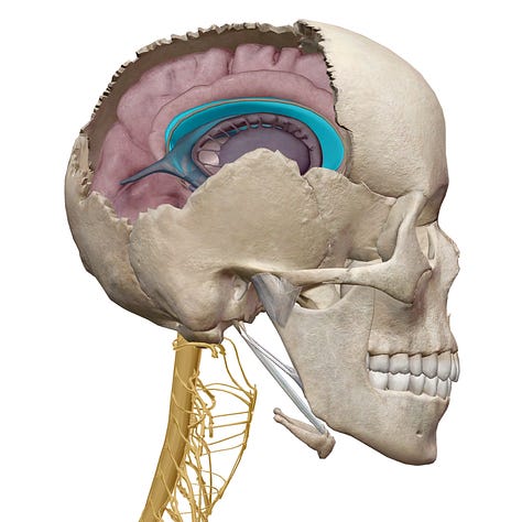 location of corpus callosum