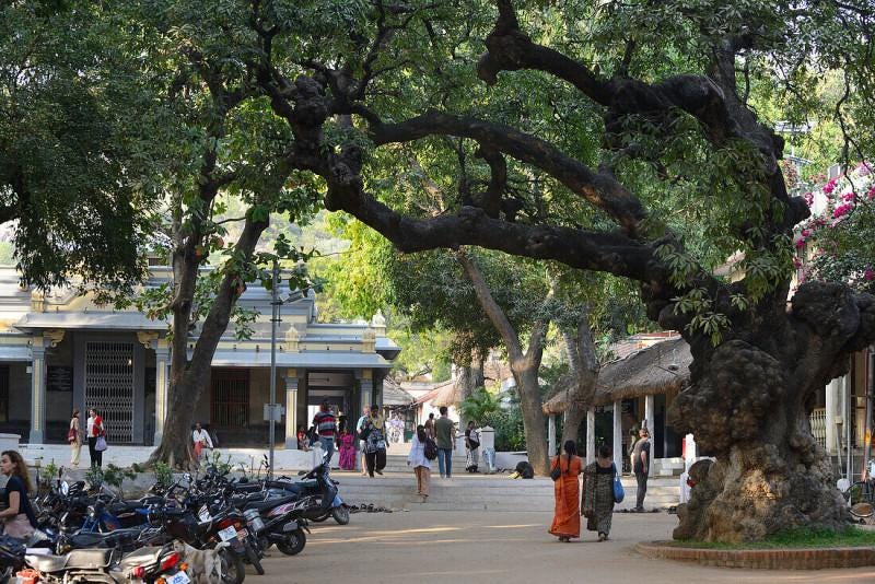 Day-to-Day Activities in Ramana Ashram: A Glimpse into Spiritual Life Day-to-Day Activities in Ramana Ashram: A Glimpse into Spiritual Life