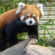 Red Panda Girl's avatar