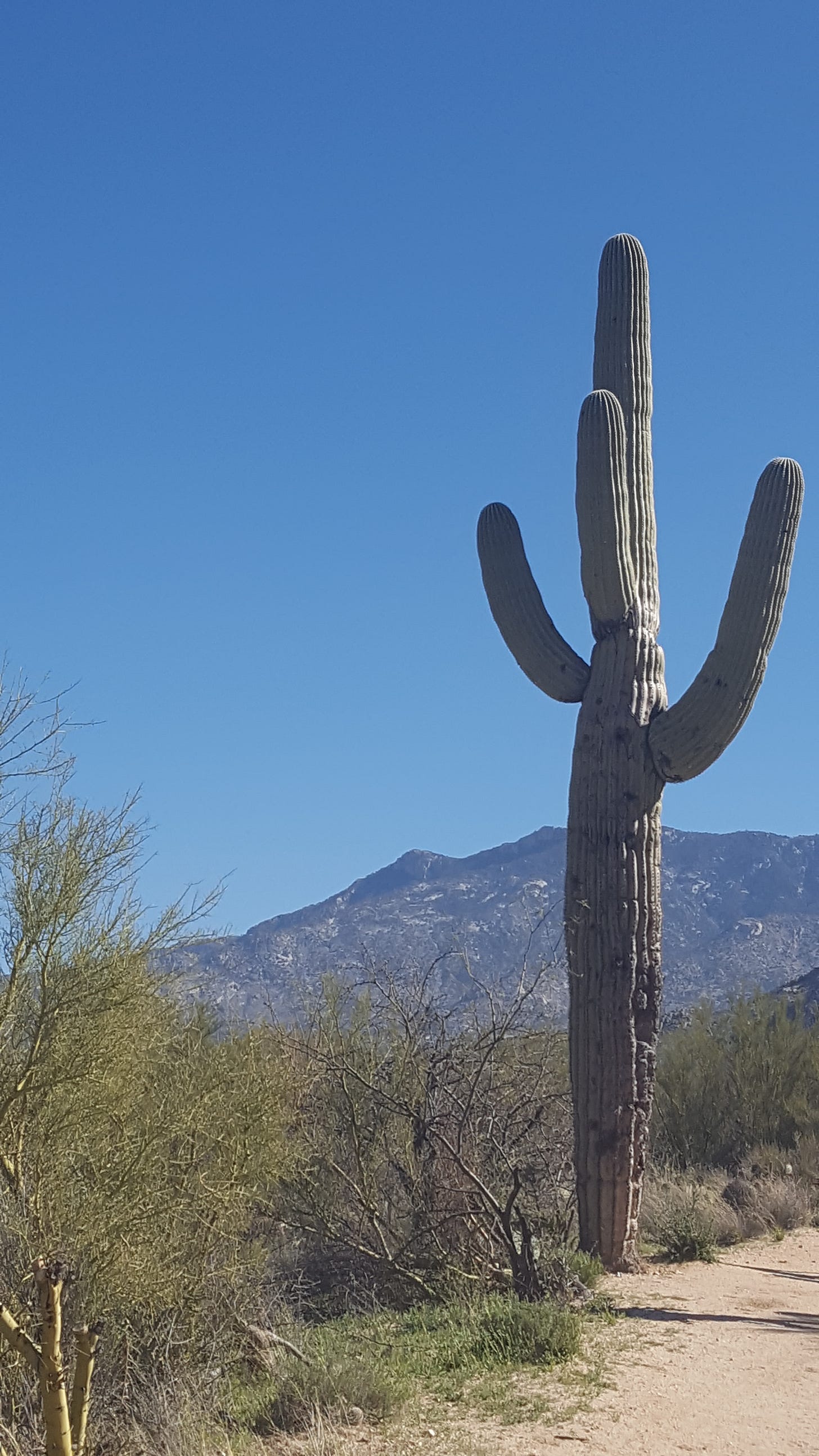 Image with a saguaro cactus in the foreground, a mountain range in the background, and a clear bright blue sky Image with a saguaro cactus in the foreground, a mountain range in the background, and a clear bright blue sky