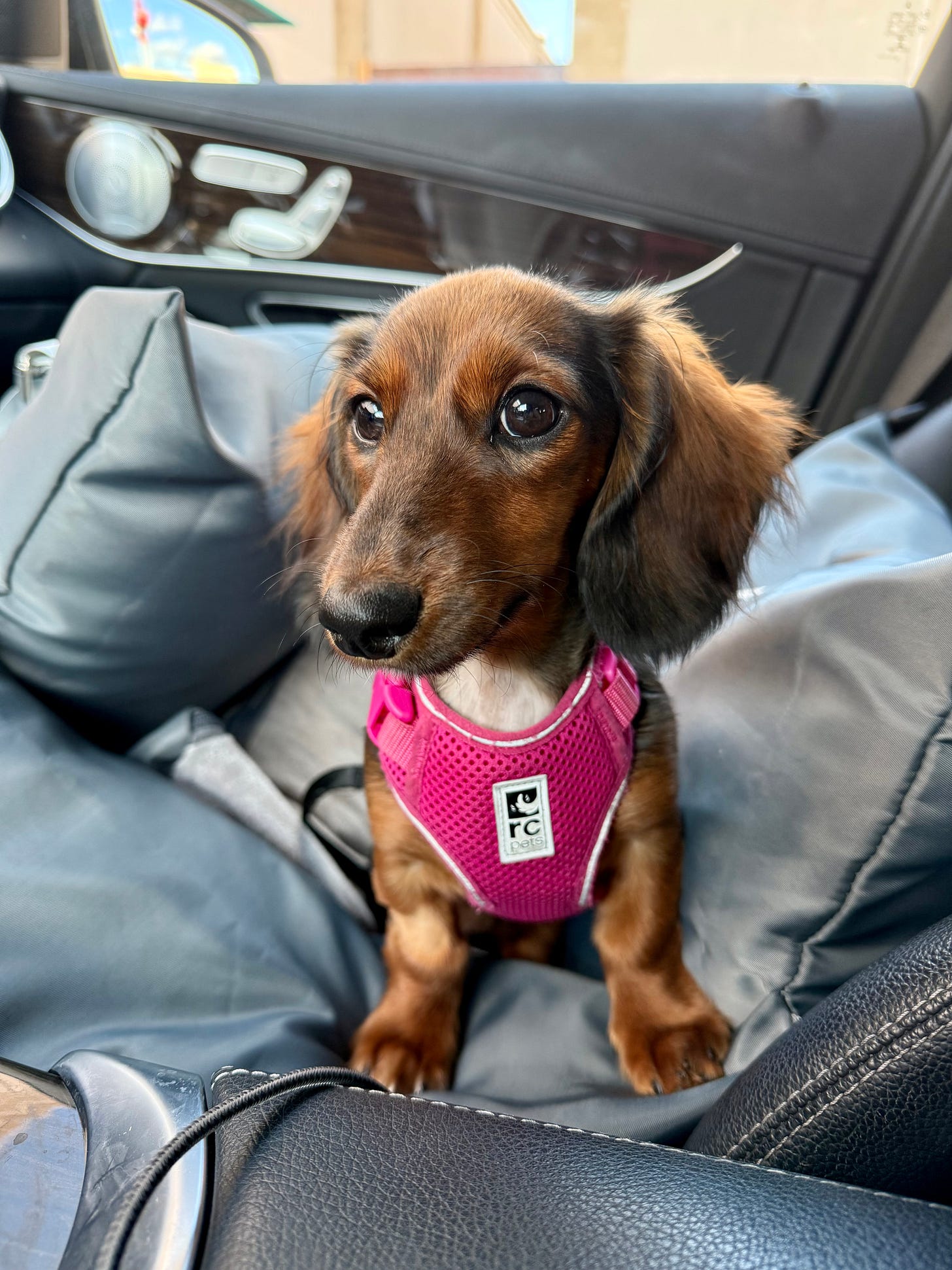 Ava the dachshund