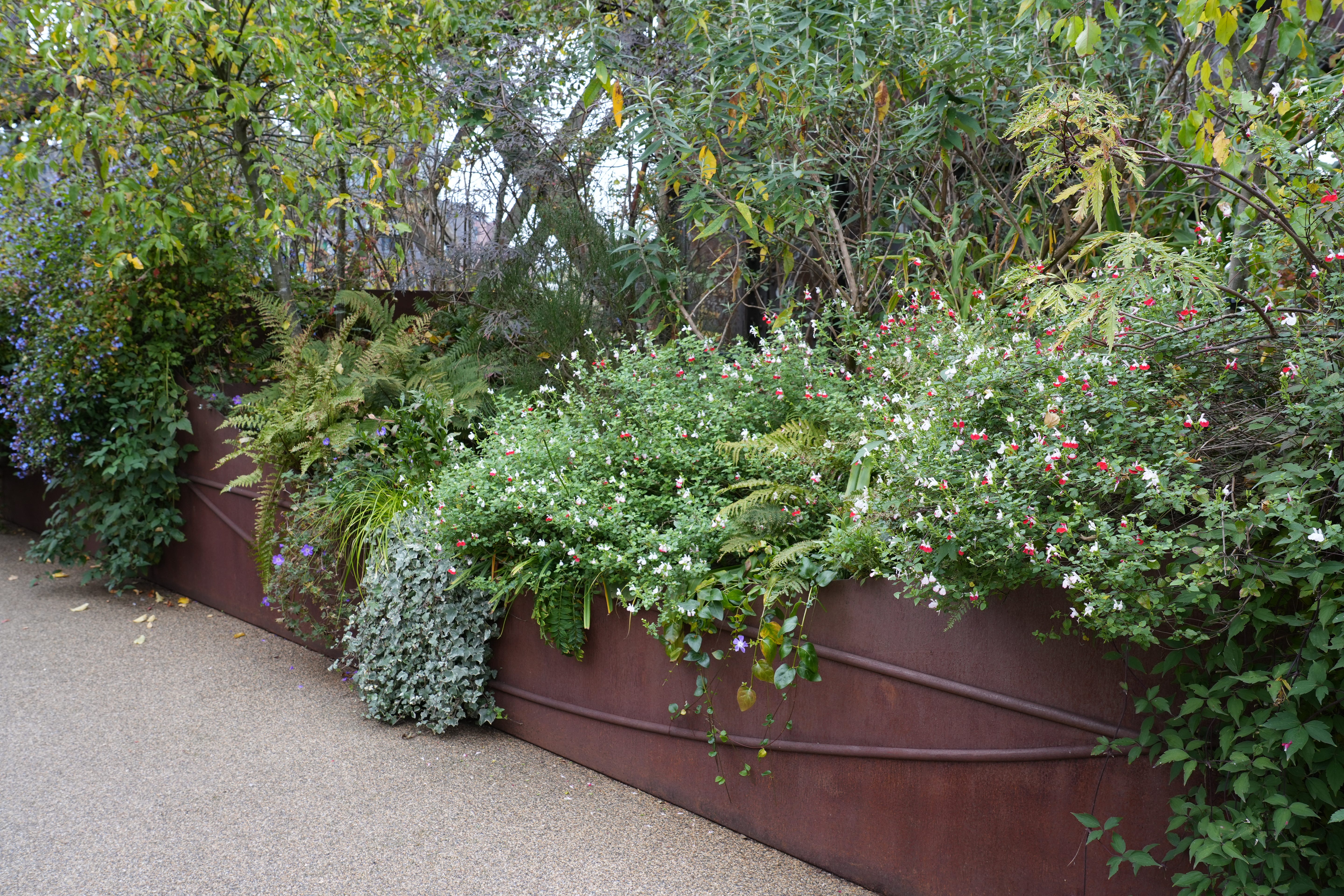 planting Castlefield Viaduct with buddleja, salvia and ferns