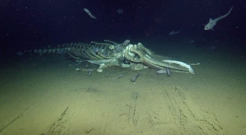 Whale Fall - Transom