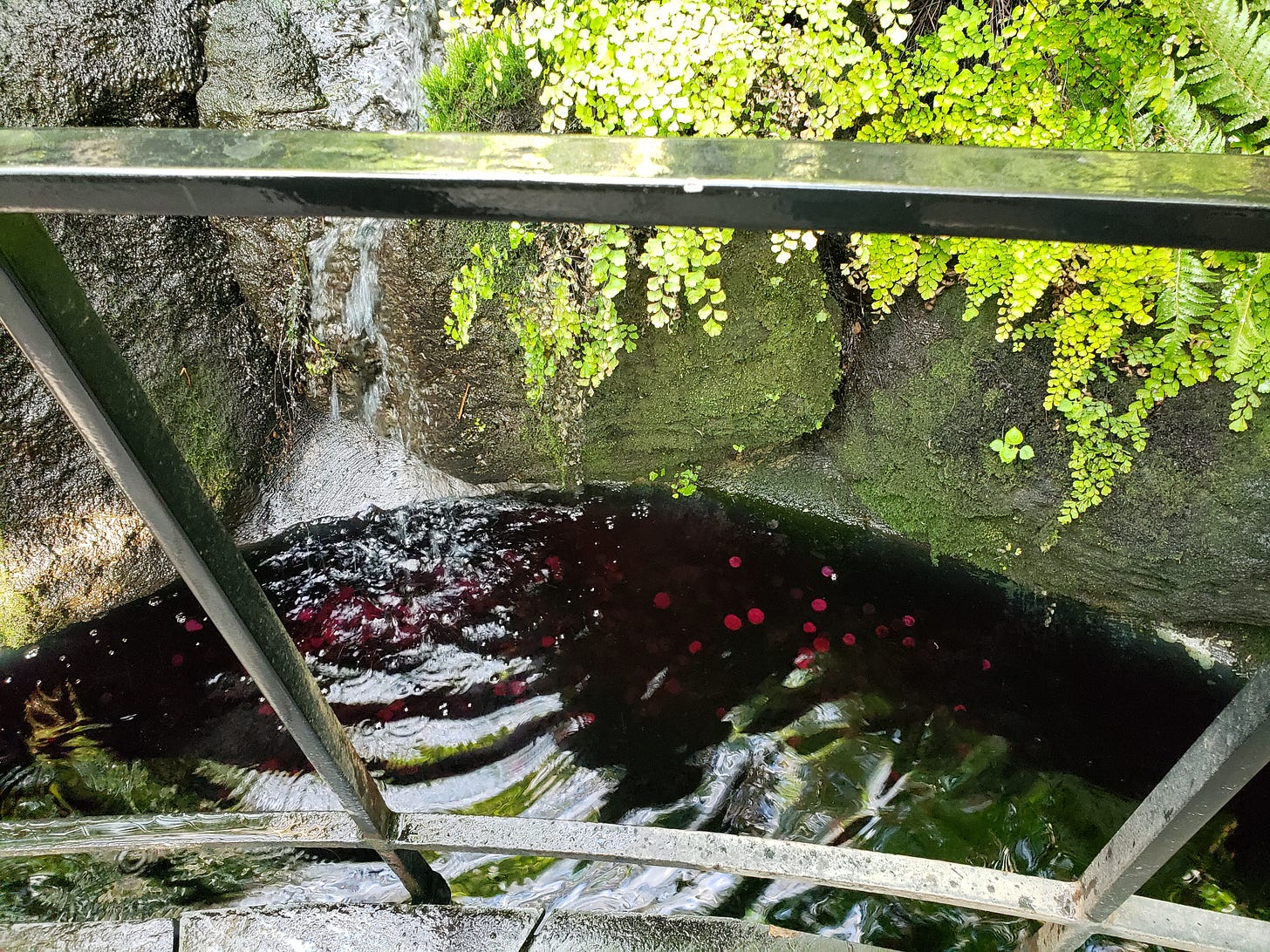 Looking down into a water attraction where the water is dark reddish in color possibly due to the coins visible within.