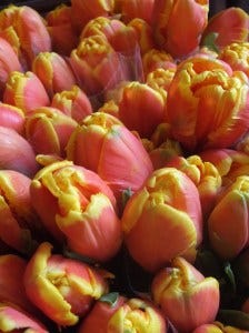 catch joy tulips
