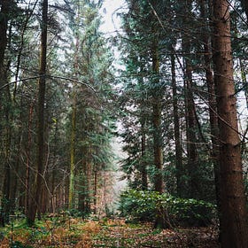 Into the pine woods