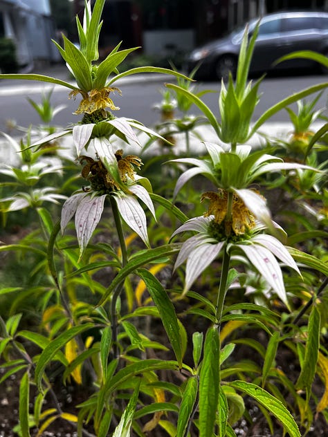 Bloodroot, Common milkweed, Spotted beebalm.