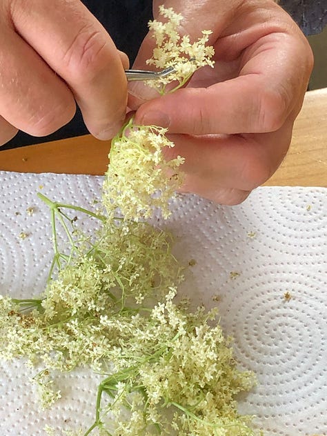 Elderflower heads being cleaned. Bottle of finished cordial and class of drink mixed with sparkling water and mint leaves