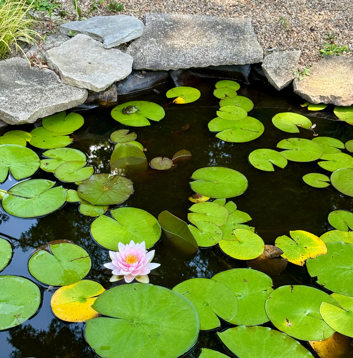 Waterlilies blooming for the frogs this month in the pond.