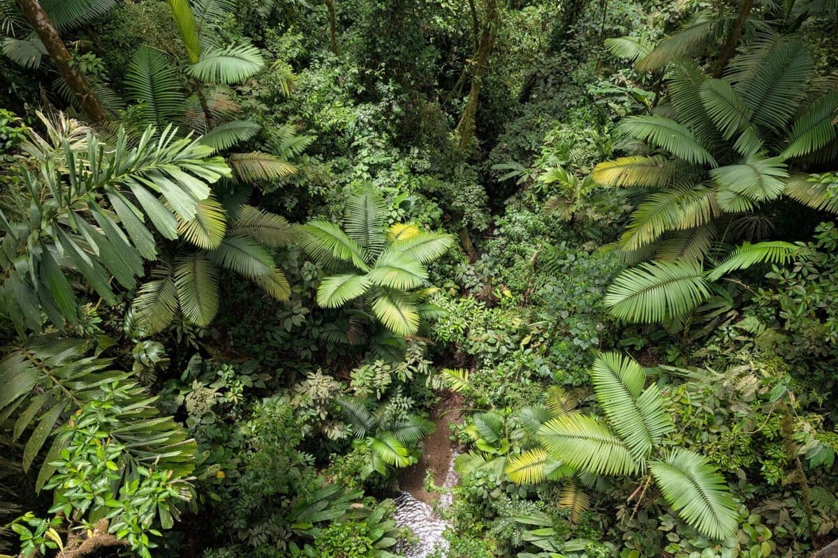 A forest in Costa Rica. The country is considered a pioneer in a forest protection mechanism that has helped drastically reverse deforestation. Image by Rhett Butler. A forest in Costa Rica. The country is considered a pioneer in a forest protection mechanism that has helped drastically reverse deforestation. Image by Rhett Butler.