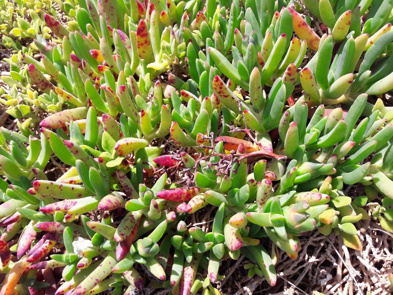 Carpobrotus rossii [Leaves - Great Ocean Road, VIC, 2022] sml.jpg
