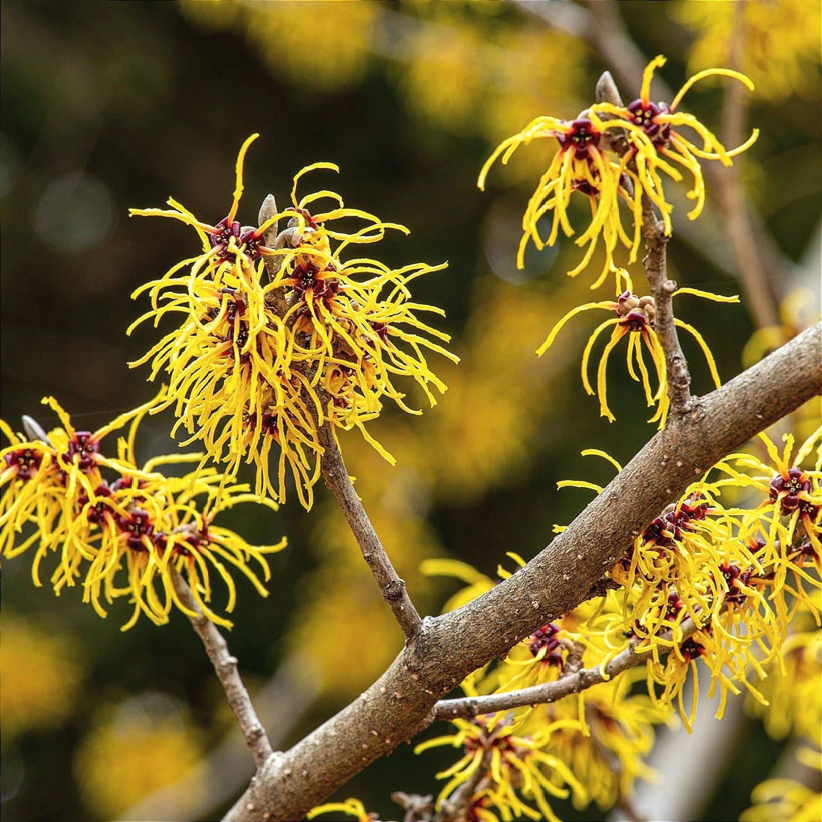 Witch Hazel Shrub For Sale | Buy 1 Get 1 Free