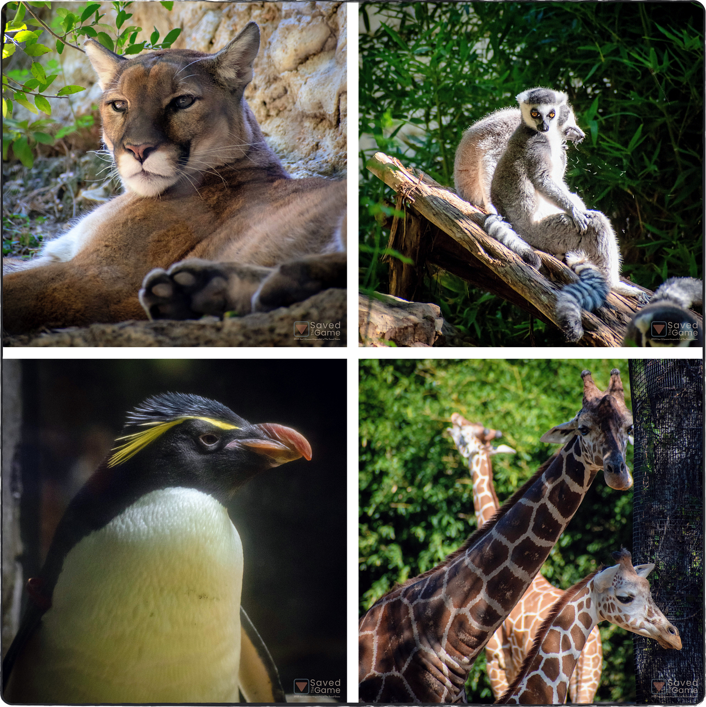 Some of the animals at the zoo | From the top left in a clockwise direction: A Mountain Lion, some Lemurs, a few Giraffes, and a Penguin!