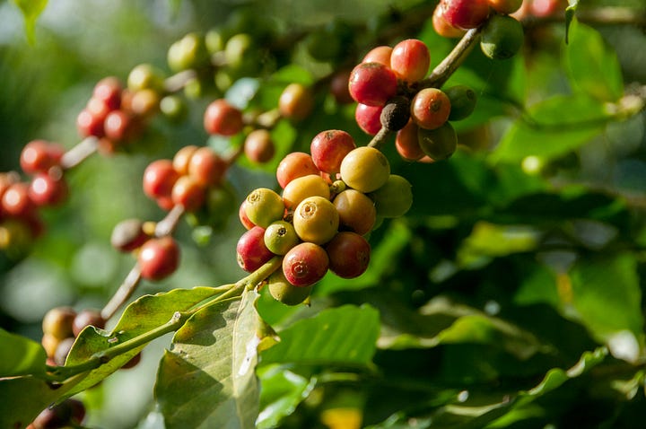 Cortado. Coffee plant. Photos Bahattin akgüngör, Rodrigo Flores via Unsplash