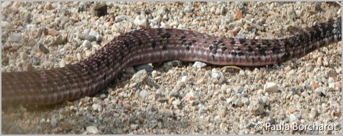 Close-up of a Coachwhip Snake, showing the pattern of its scales