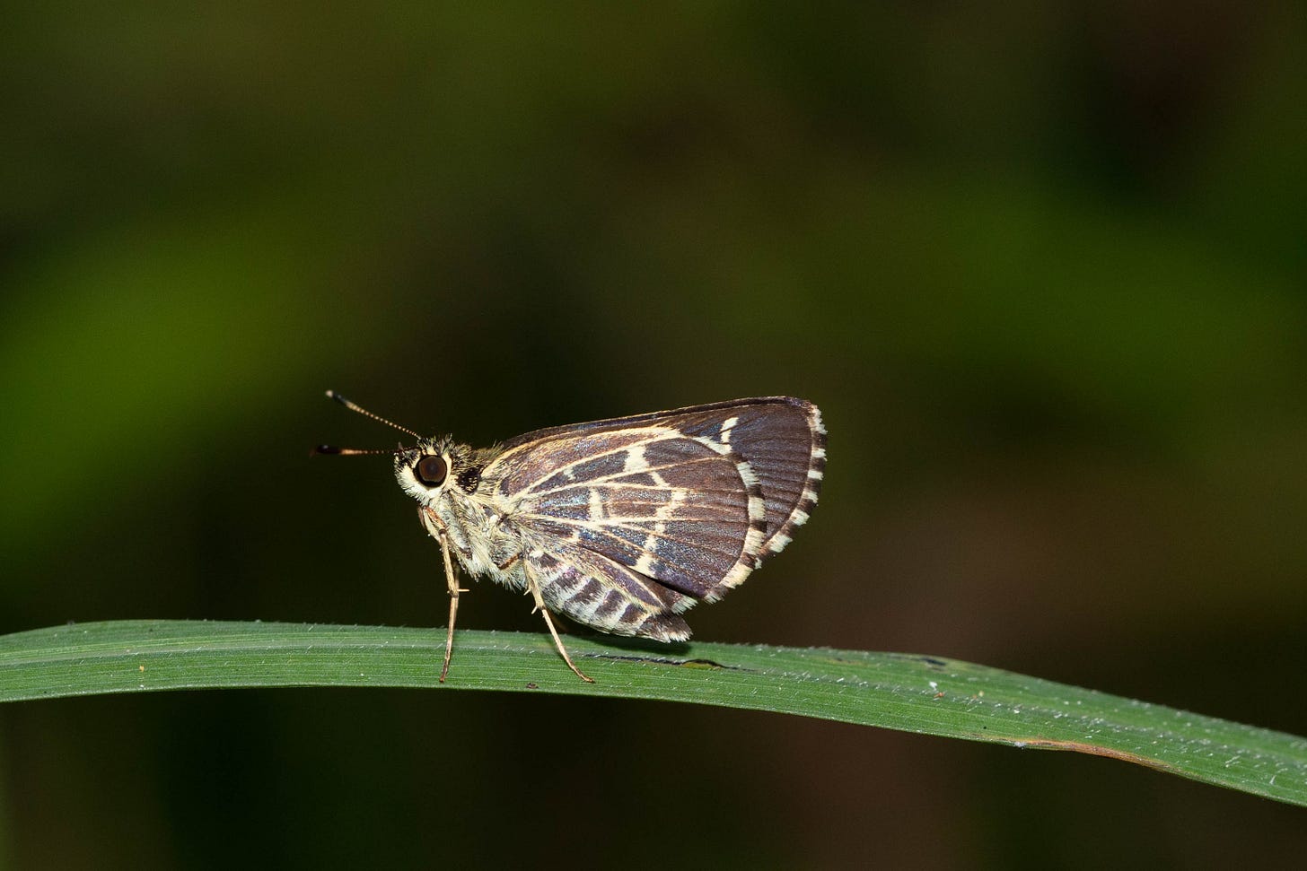 A dark gray skipper butterfly with ivory lines tracing a lacy pattern on the skipper's wings. The skipper is shown in profile on a blade of grass. The skipper has a stout body, white face, and large black eye.