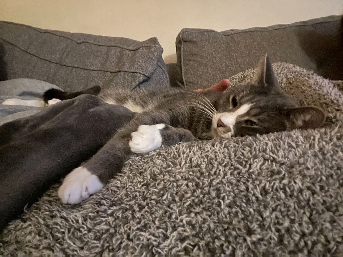 A gray and white cat reclines on a fluffy blanket, face smushed into it