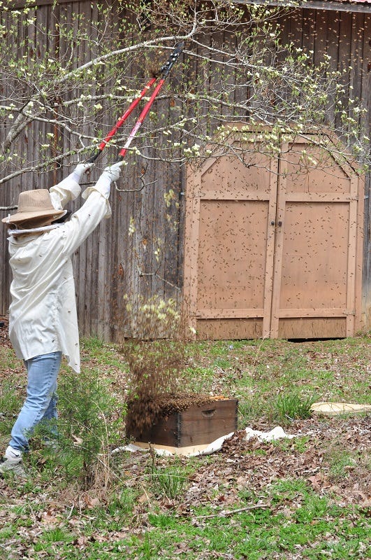 Beekeeper shaking a swarm out of a tree into a hive box Beekeeper shaking a swarm out of a tree into a hive box
