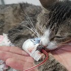 Blood Donors Save Lives