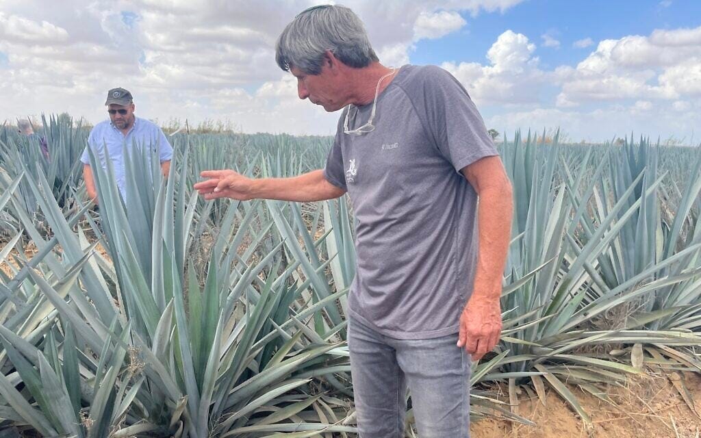 Eran Braverman, a Kibbutz Alumim head farmer who helped battle Hamas terrorists on October 7, fingers one of the blue agave plants grown on the kibbutz for making mezcal, on September 23, 2024 (Jessica Steinberg/Times of Israel) Eran Braverman, a Kibbutz Alumim head farmer who helped battle Hamas terrorists on October 7, fingers one of the blue agave plants grown on the kibbutz for making mezcal, on September 23, 2024 (Jessica Steinberg/Times of Israel)
