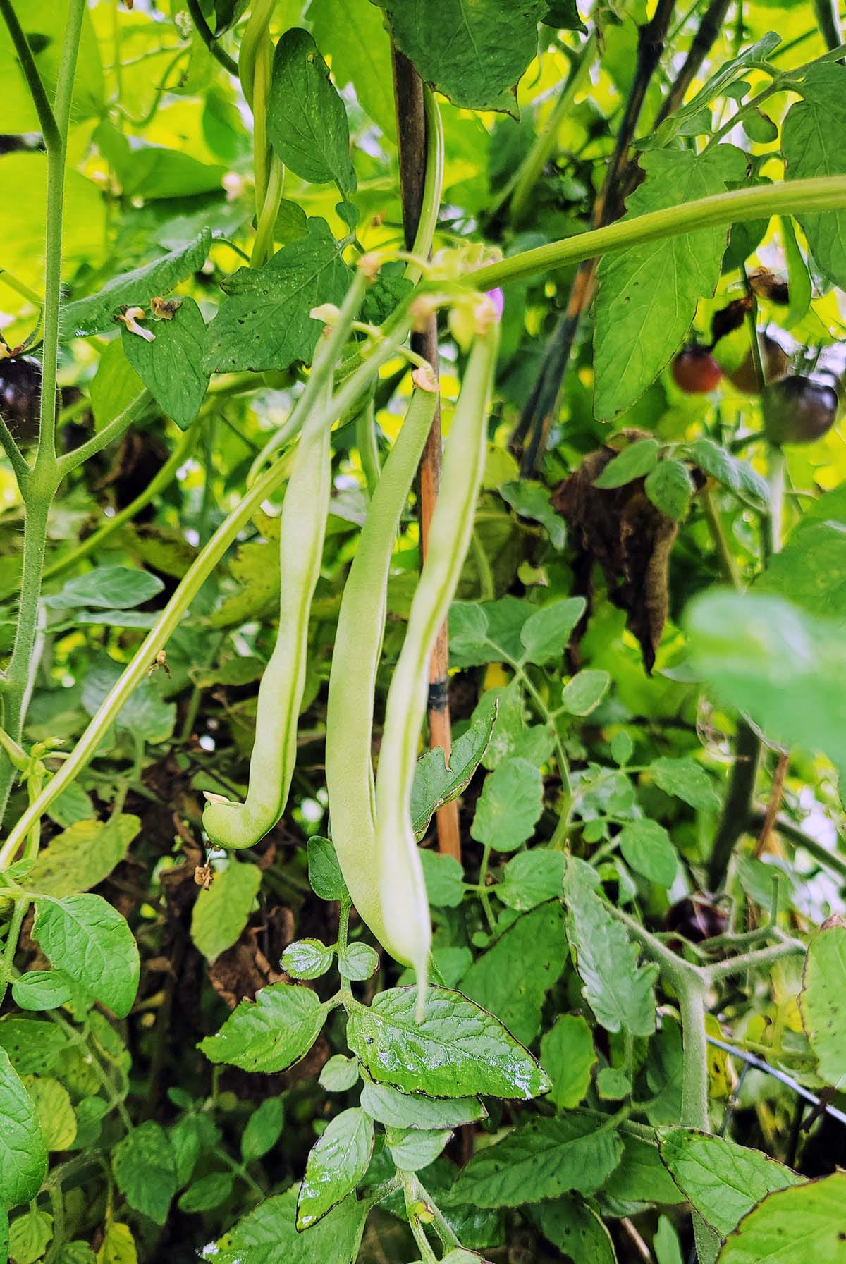 Volunteer green beans on tomato plants. 