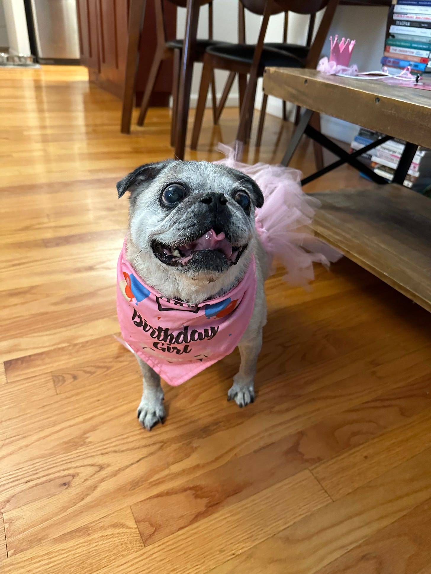 A pug overdressed in birthday regalia that she does not quite understand.