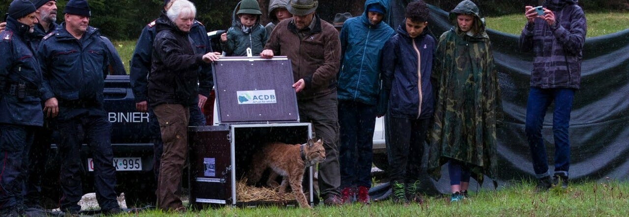 Progetto Lince, anche Karlo ora a Tarvisio è libero nella foresta Progetto Lince, anche Karlo ora a Tarvisio è libero nella foresta