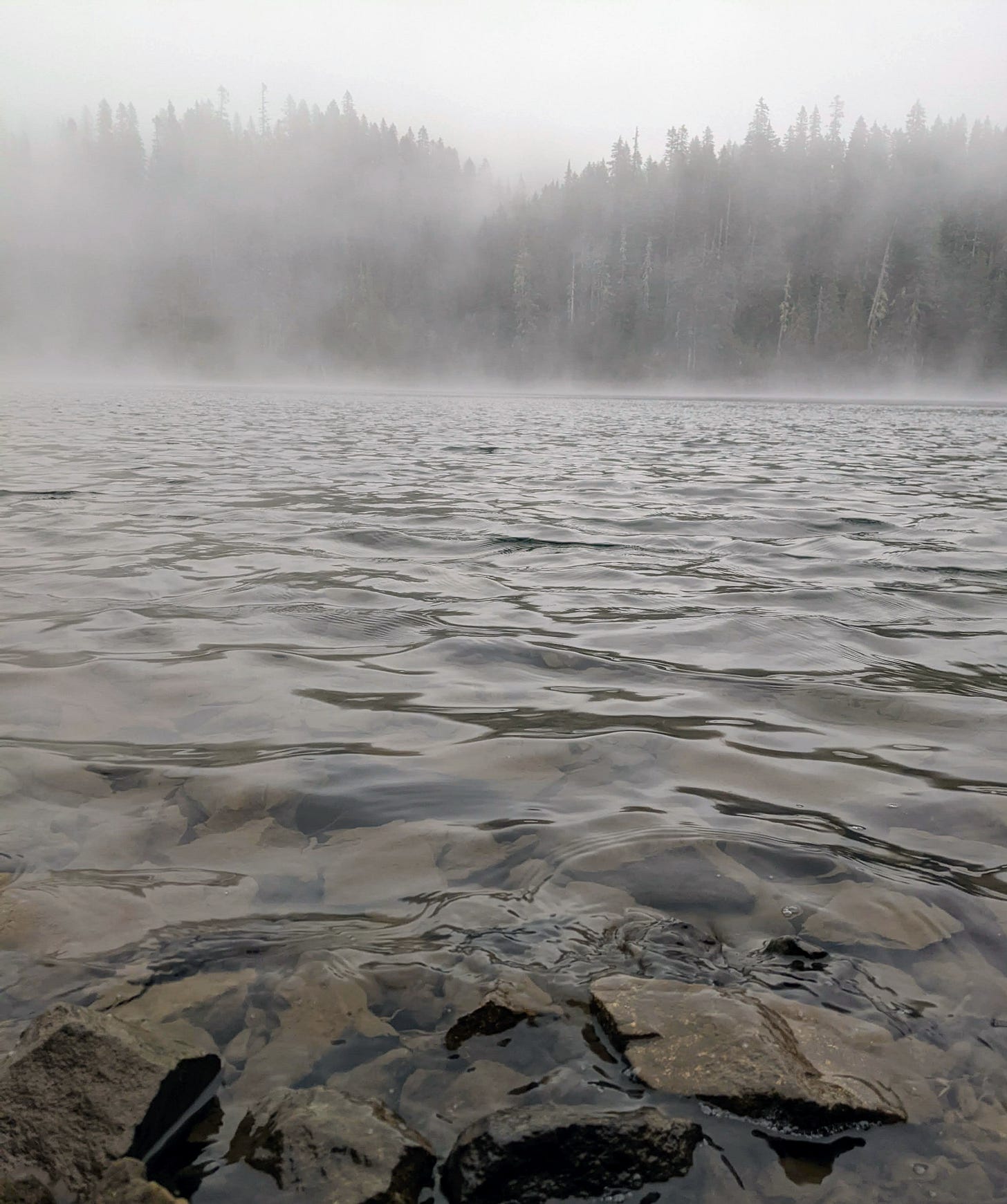 a gray lake with fog and pine trees
