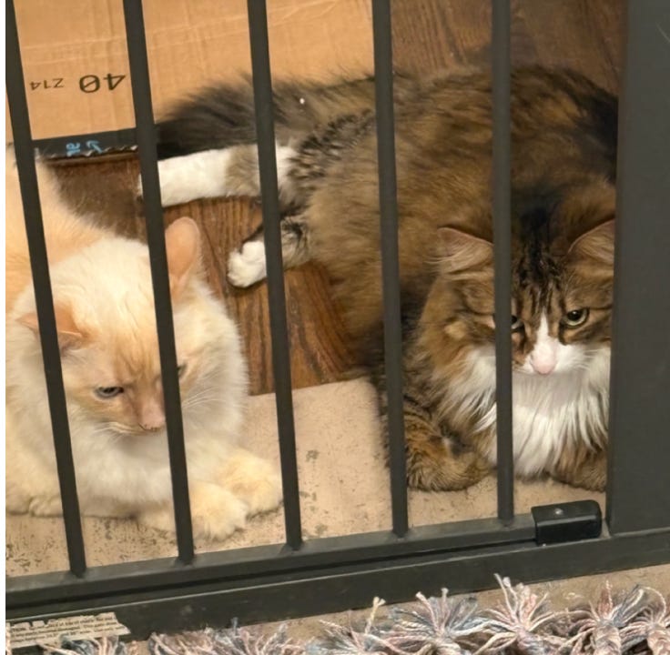 a white floof and a brown and white floof sprawled out on the floor behind a gate
