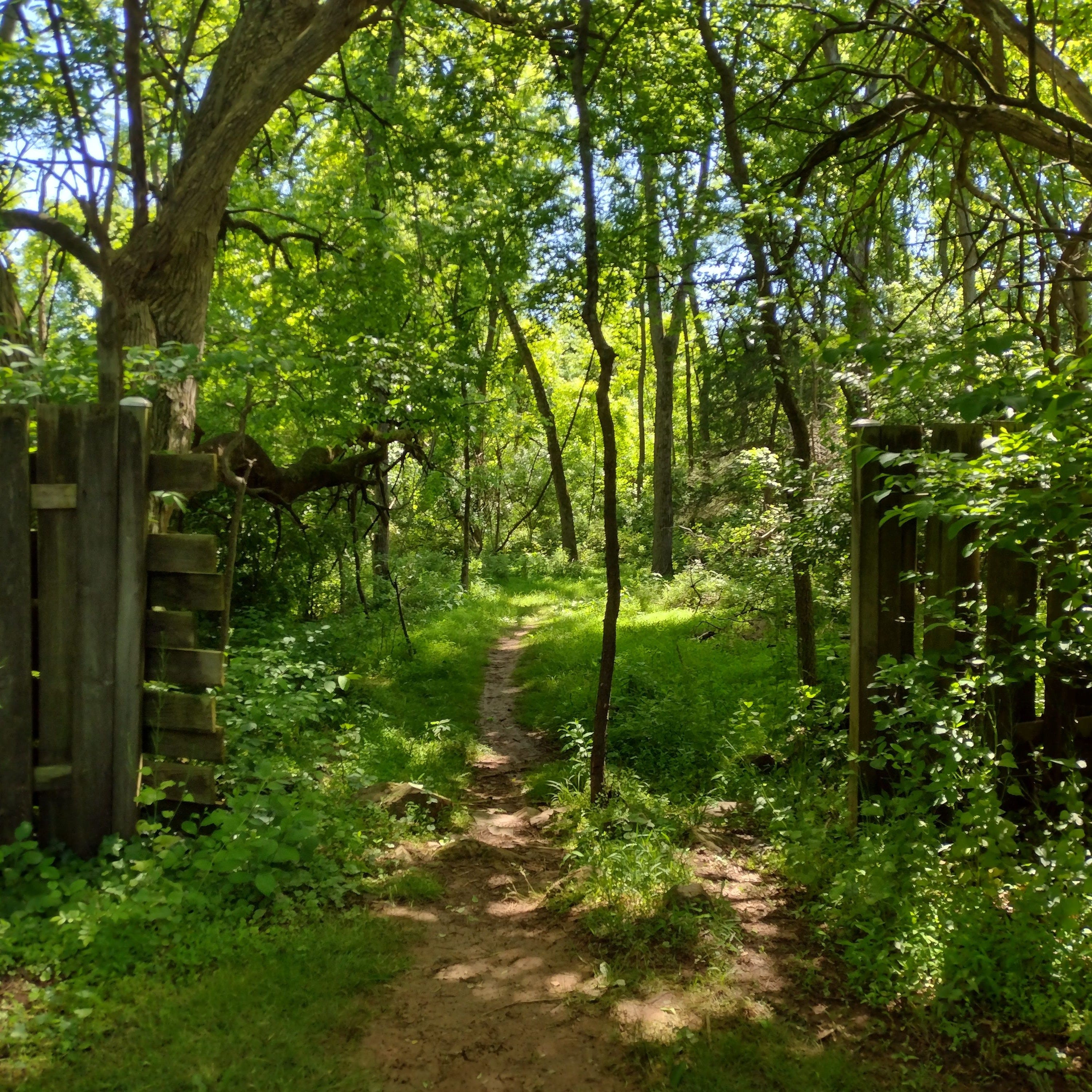 Artwork for The Screeching Kettle