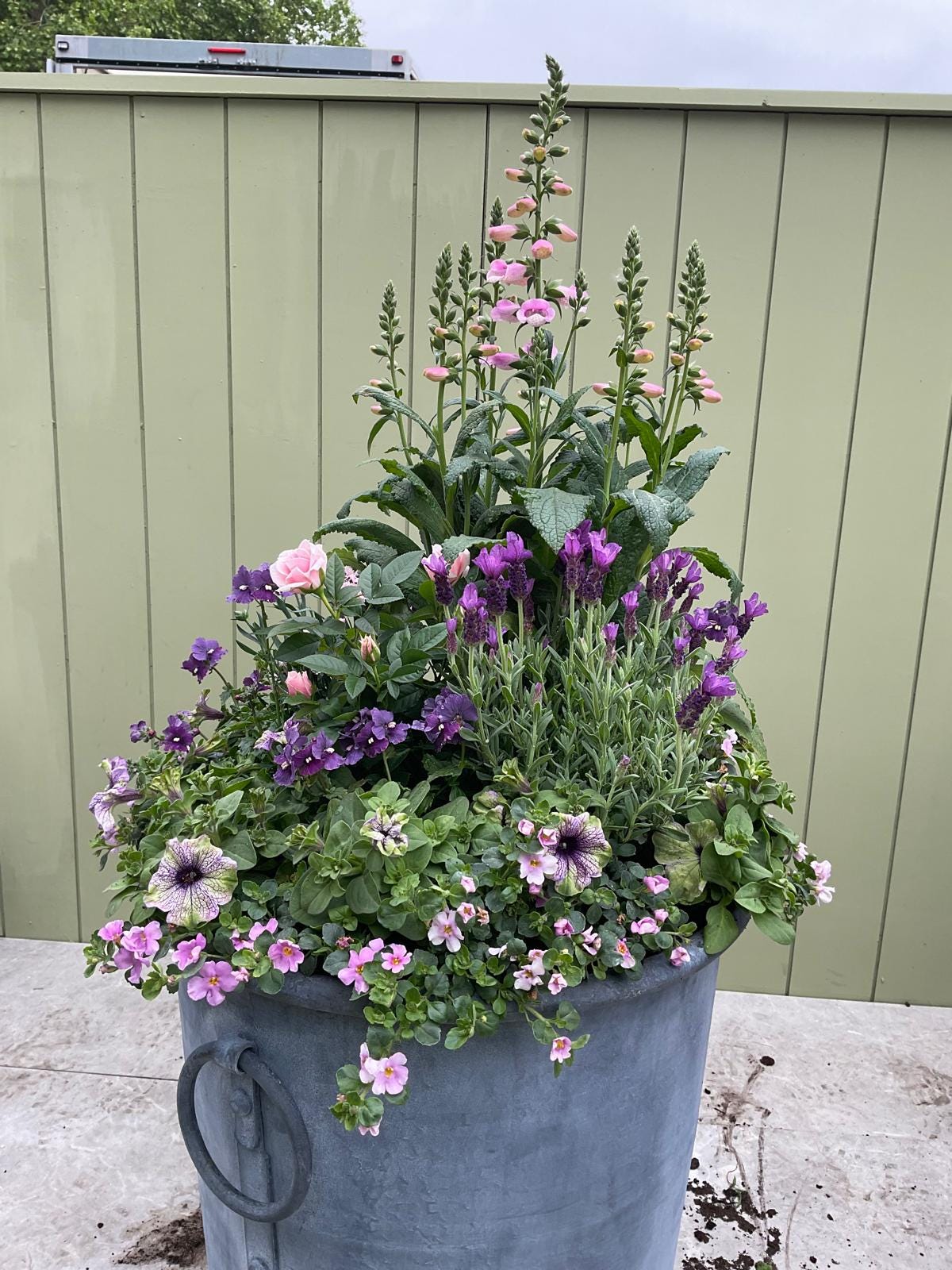The ONLY petunia allowed at Chelsea - by Mr Plant Geek