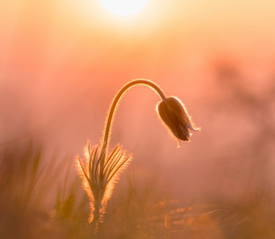 brown wheat in close up photography brown wheat in close up photography
