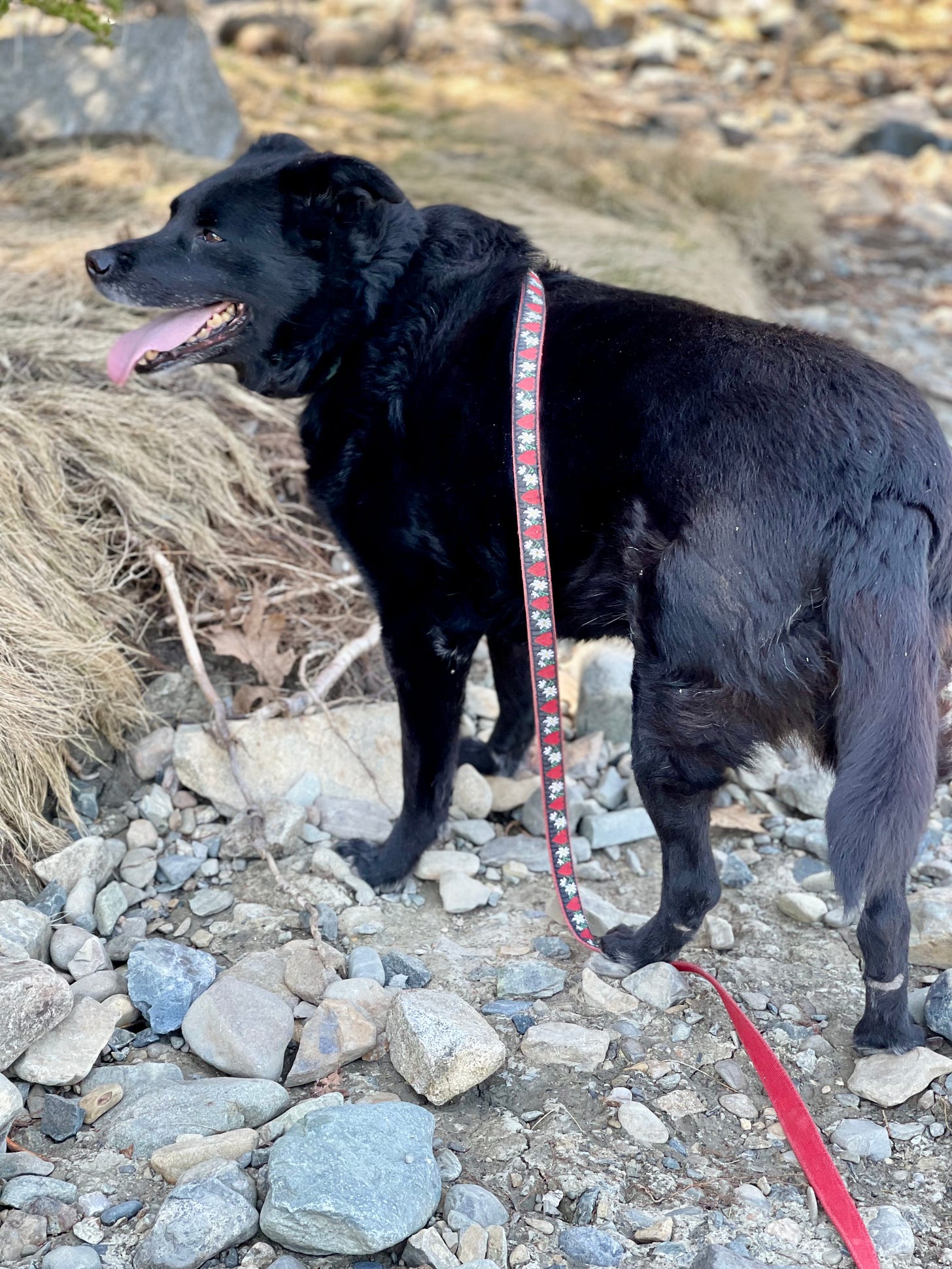 Dog on shoreline smiling and stepping on his leash
