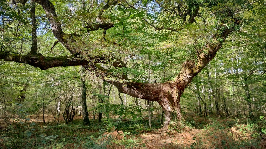 Ruta de los Robles Milenarios, Etxarri-Aranatz