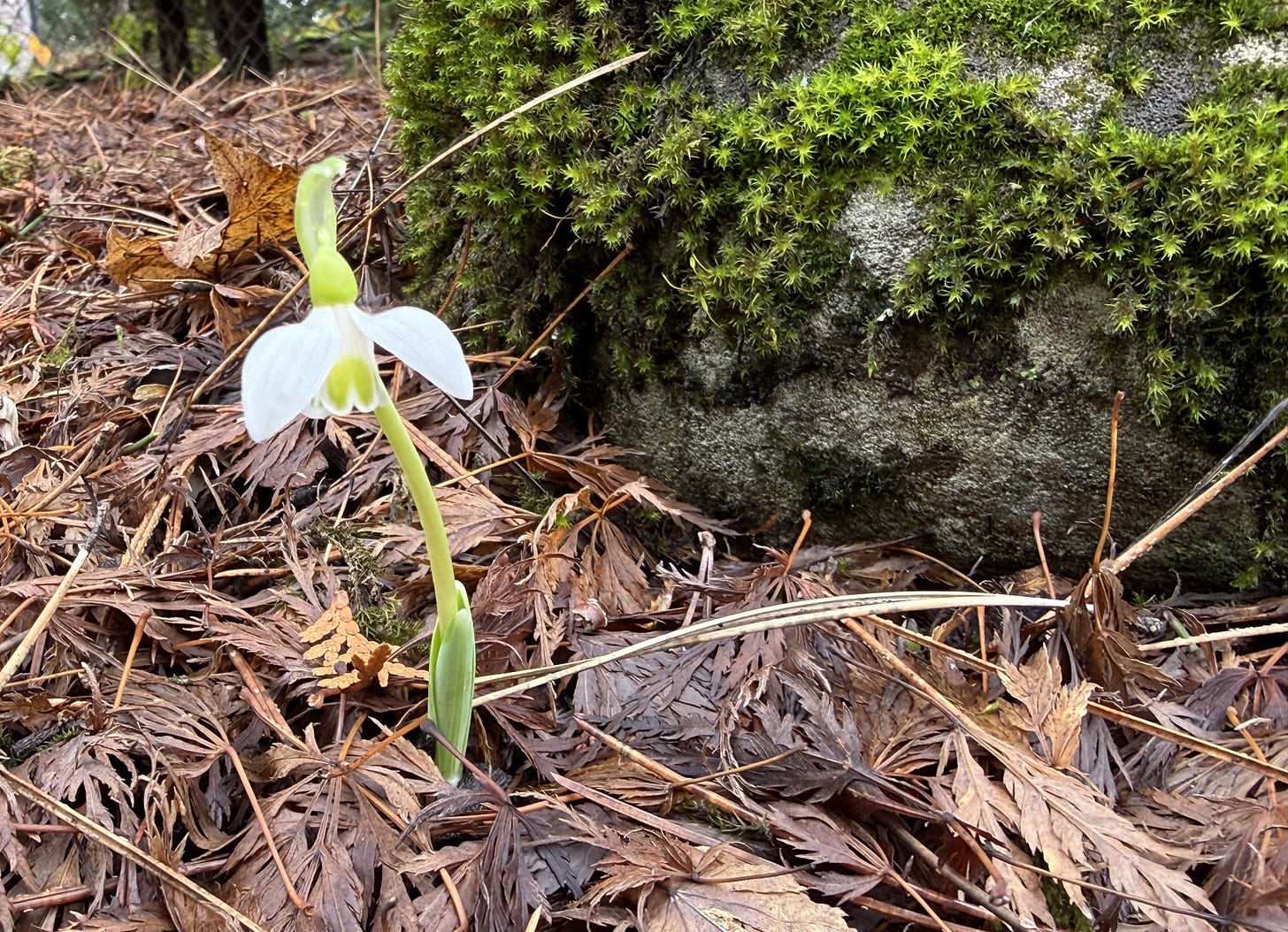 a white snowdrop blooming amidst a bed of dry leaves