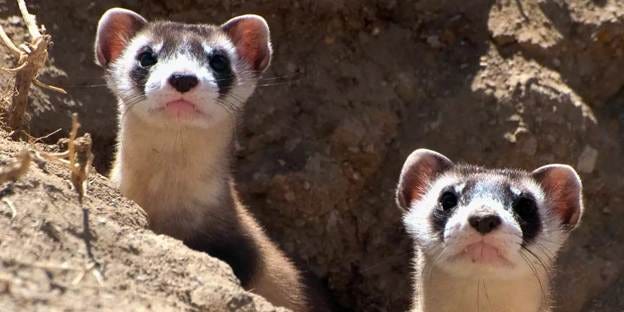 Two ferrets looking at the camera

AI-generated content may be incorrect.