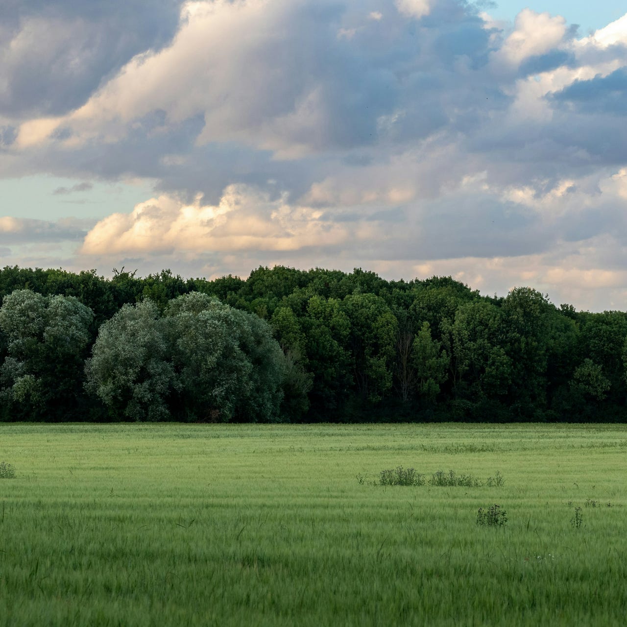 Ecotone Shift