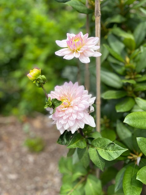 Assorted flowering plants including dahlias, hydrangeas, coneflowers, hyssop, bee balm,