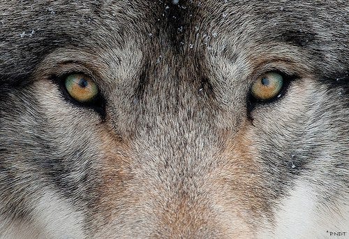 ᛞᚨᚷᚹᛟᛚᚠ (Dagwolf)