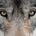 Avatar von ᛞᚨᚷᚹᛟᛚᚠ (Dagwolf)