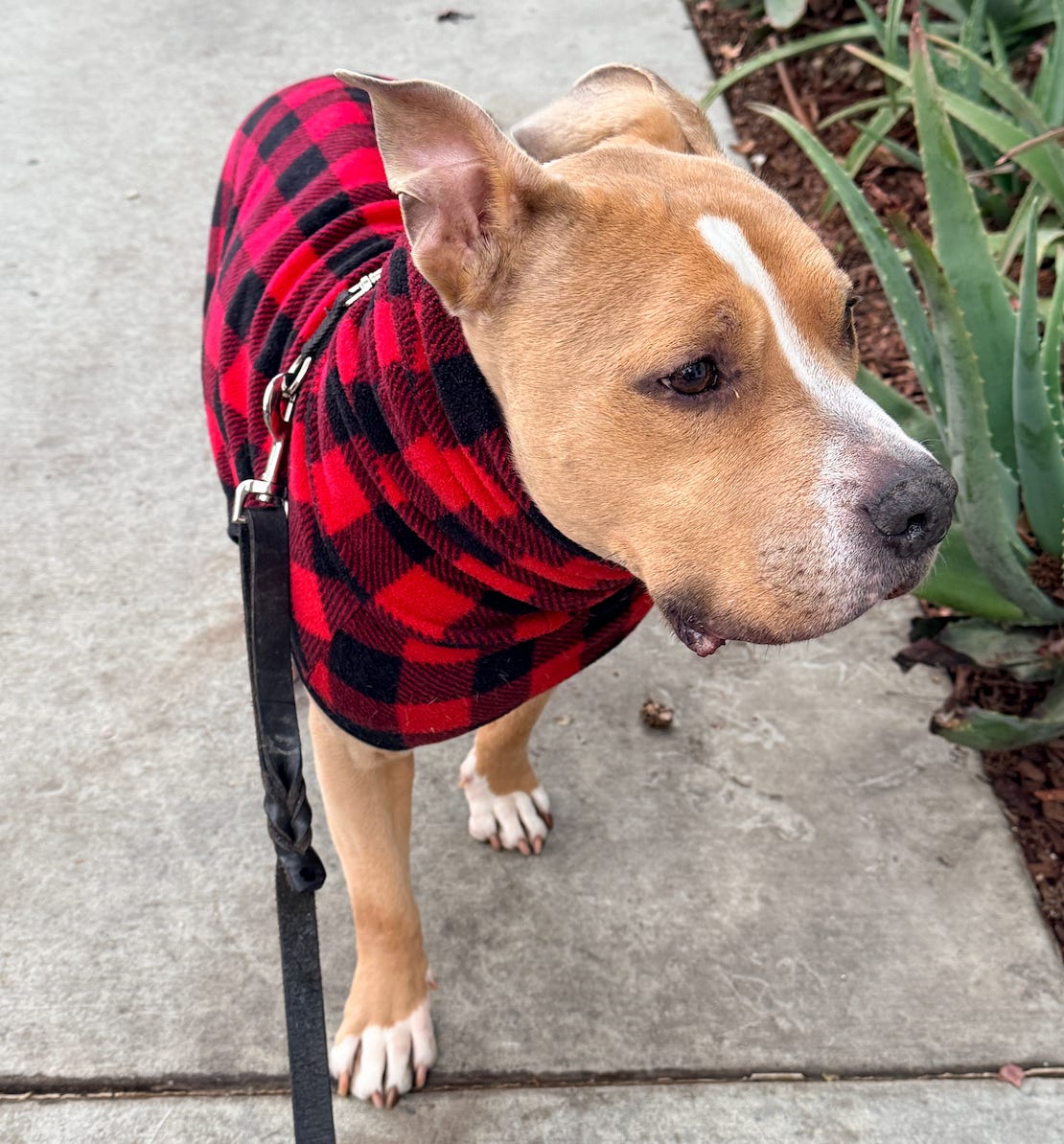 Elvis wearing a black and red sweater outside on a walk