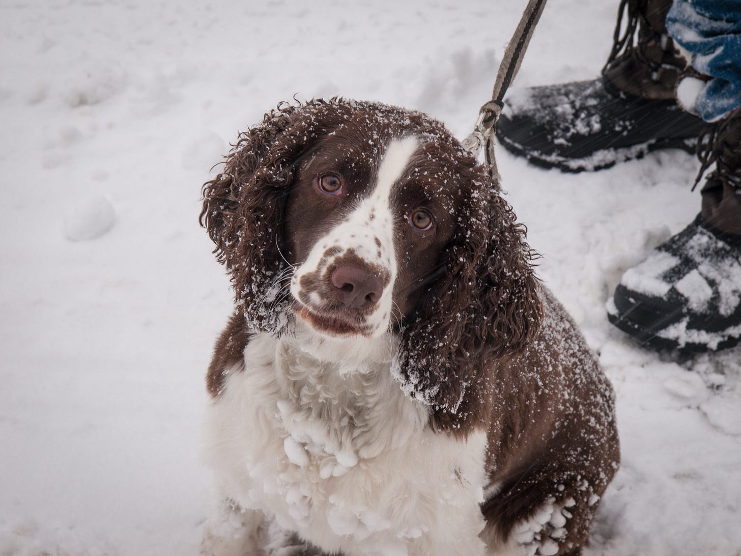 Ollie's dog