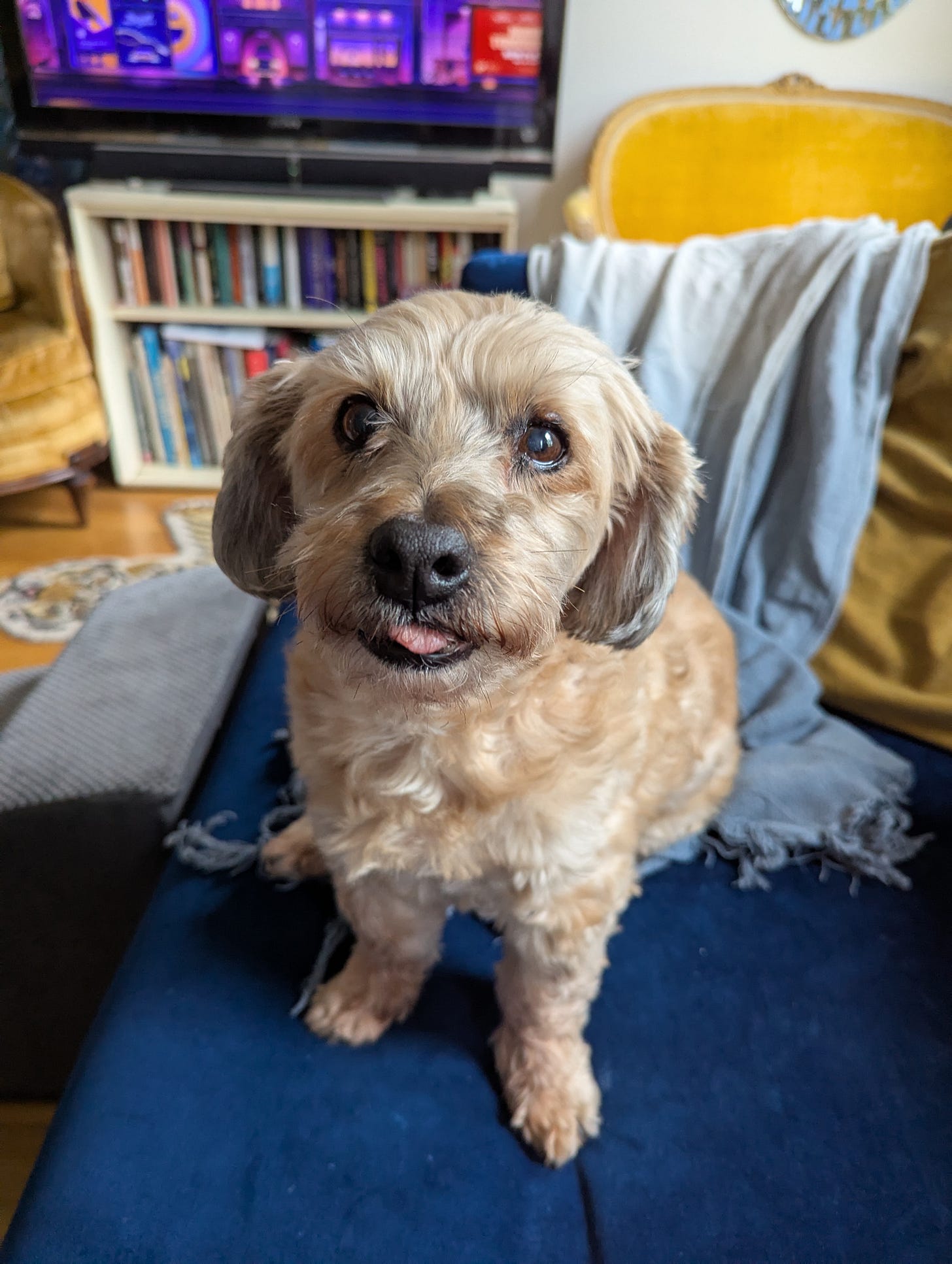 Image of a small golden, fluffy furred dog with large floppy ears and a tongue sticking out looking at the camera with big brown eyes