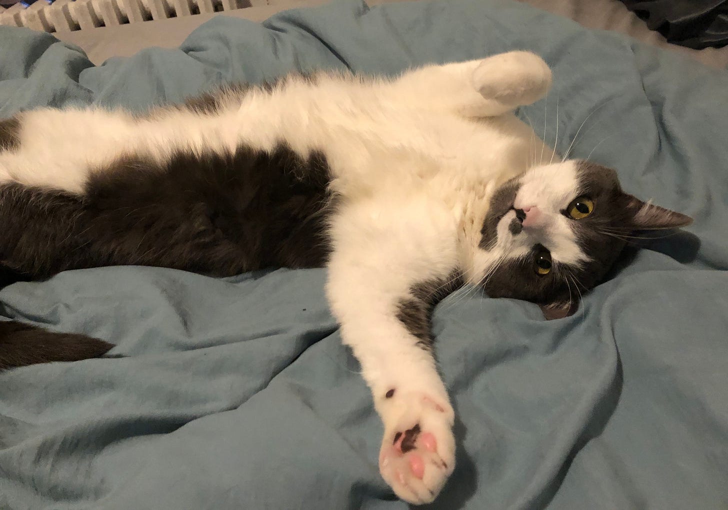 Haku is lying sideways on his blanket, looking at us and reaching one paw out, showing pink toe beans. His grey chin fur is visible beneath the white part of his nose and face. Haku is lying sideways on his blanket, looking at us and reaching one paw out, showing pink toe beans. His grey chin fur is visible beneath the white part of his nose and face.