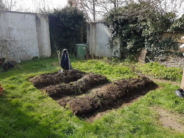 Potato beds. Potato beds.