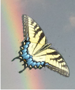Yel Butterfly3.png