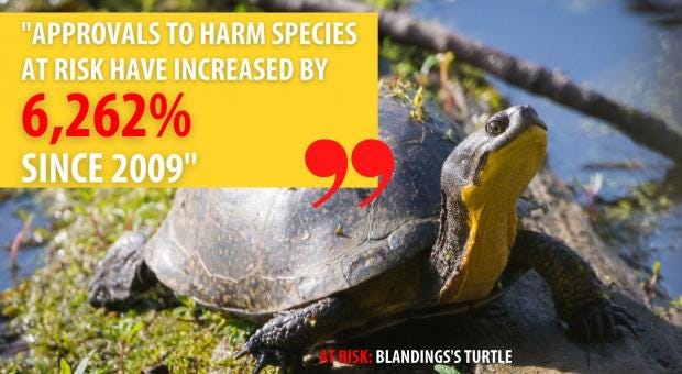 Ontario Endangered Species | Wilderness Committee
