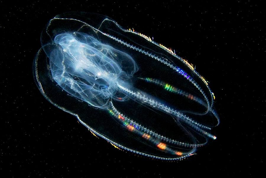 Comb Jelly Photograph by Alexander Semenov