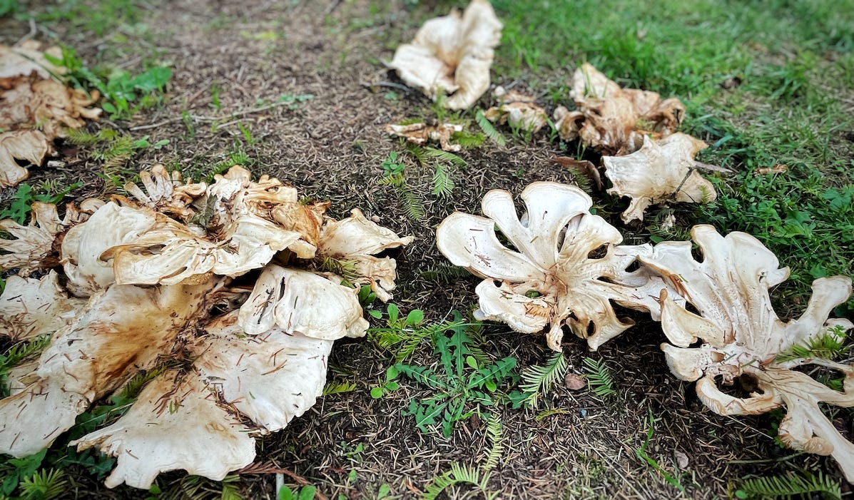 A photograph of a ring of large, strange, misshapen fungi in the Berlin Botanische Garten.